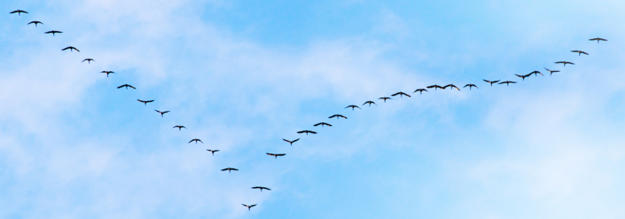 Reflection – Libres